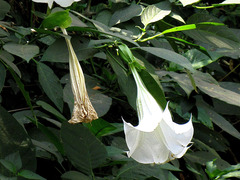 Brugmansia suaveolens