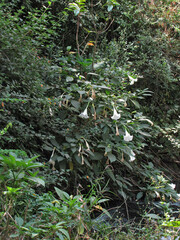 Brugmansia suaveolens