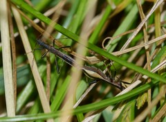 Micrelytra fossularum