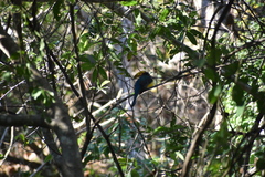 Trogon citreolus
