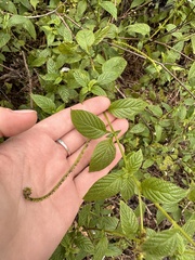 Heliotropium