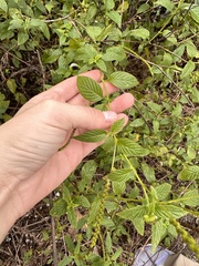 Heliotropium