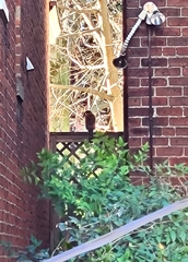 Accipiter cooperii