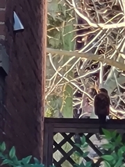 Accipiter cooperii
