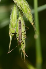 Micrelytra fossularum