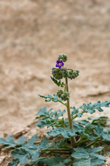 Phacelia crenulata ambigua