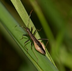 Micrelytra fossularum