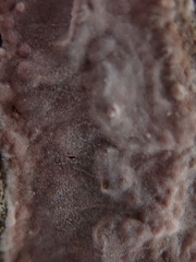 Eichleriella deglubens