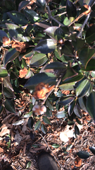 Loropetalum chinense