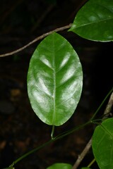Helmontia leptantha