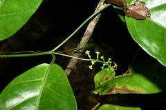 Helmontia leptantha