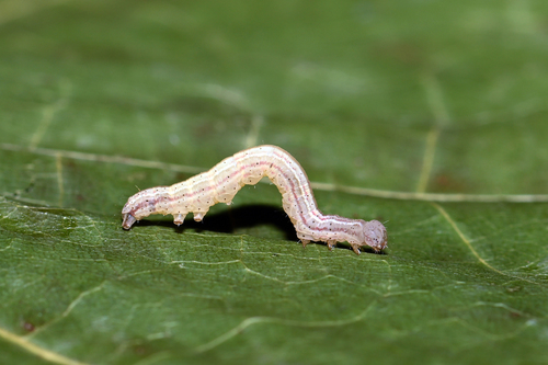 Juodbaltis Pelėdgalviukas nuotrauka