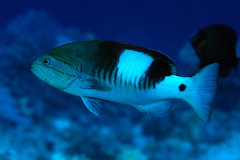 Gracila albomarginata