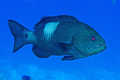 Gracila albomarginata