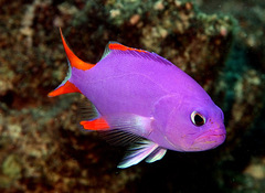 Gracila albomarginata
