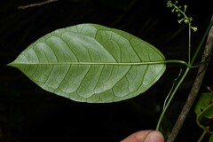 Helmontia leptantha
