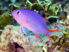 Gracila albomarginata