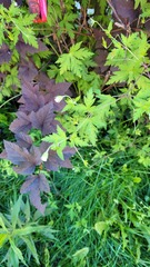 Geranium sibiricum