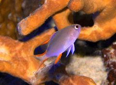 Gracila albomarginata