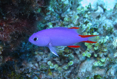 Gracila albomarginata