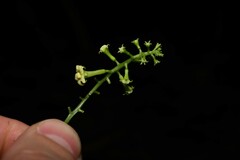 Helmontia leptantha