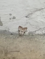 Nola