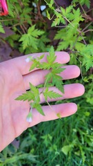 Geranium sibiricum