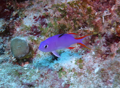 Gracila albomarginata
