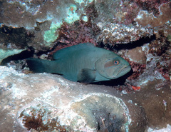 Gracila albomarginata