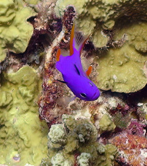 Gracila albomarginata