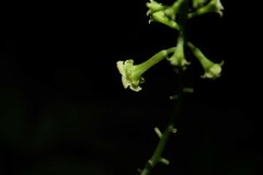 Helmontia leptantha