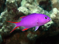 Gracila albomarginata