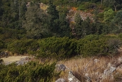 Juniperus monticola
