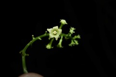 Helmontia leptantha