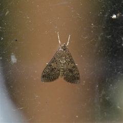 Lepidoptera