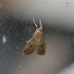 Lepidoptera