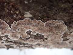 Stereum sanguinolentum