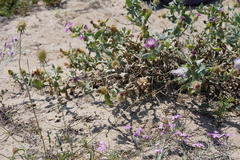 Centaurea seridis maritima