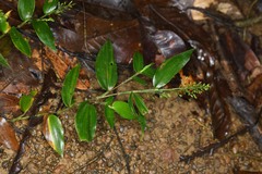 Ichnanthus panicoides