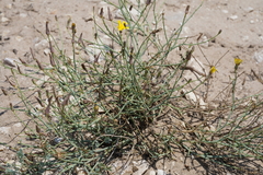 Launaea fragilis