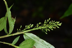 Ichnanthus panicoides
