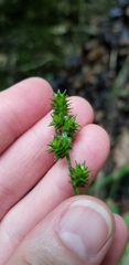 Carex muehlenbergii