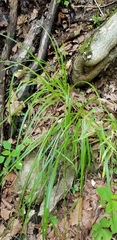 Carex muehlenbergii