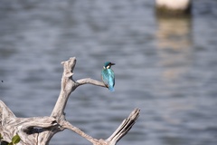 Alcedo atthis bengalensis