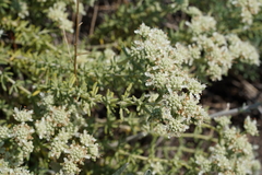 Teucrium dunense