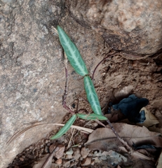 Hemidesmus indicus