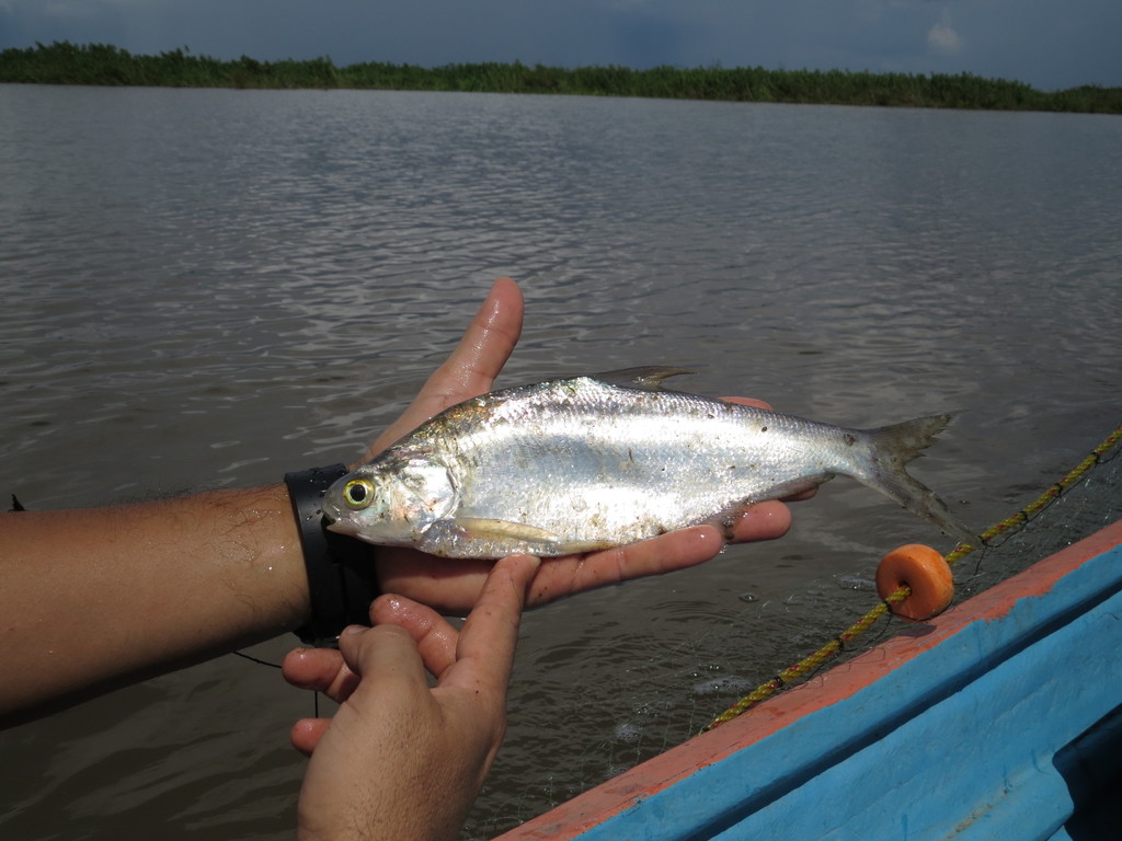 Longfin gizzard shad (Dorosoma anale) — Clupeidae