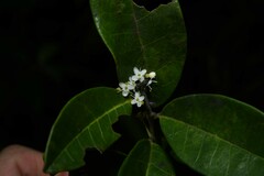 Ilex guianensis