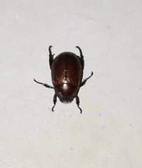 Anomala obsoleta