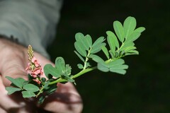 Indigofera hendecaphylla